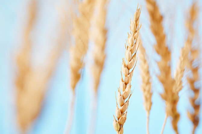 Celiachia e benessere: scegli prodotti certificati “Senza Glutine”