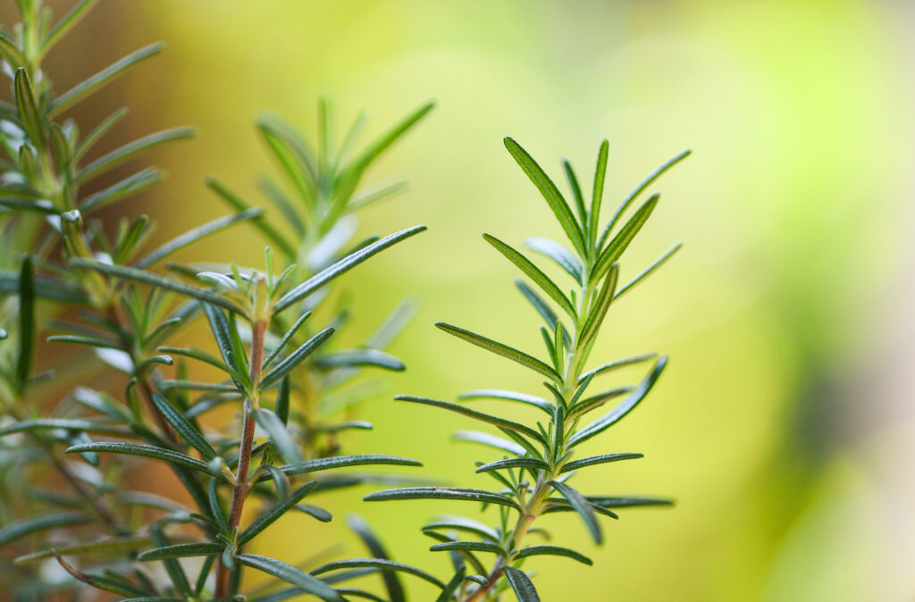 La vitamina D è un micronutriente essenziale per il mantenimento di numerose funzioni fisiologiche. La sua azione è particolarmente rilevante